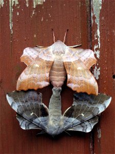 Identified on wp.en Science Reference Desk as mating Laothoe populi (Poplar Hawk-moth) Taken Belfast, Northern Ireland, July 2009. photo