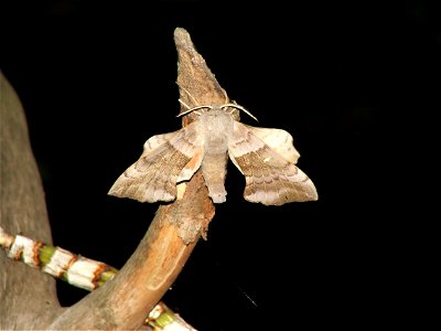 Laothoe populi photo