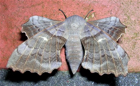 Laothoe populi OHZ