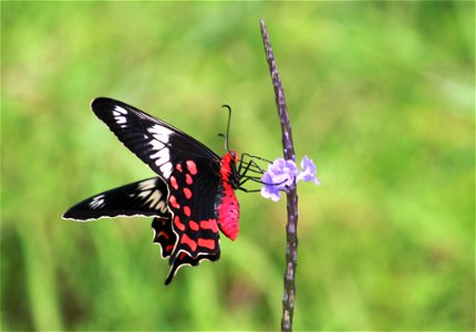 Pachliopta hector Linnaeus, 1758 – Crimson Rose