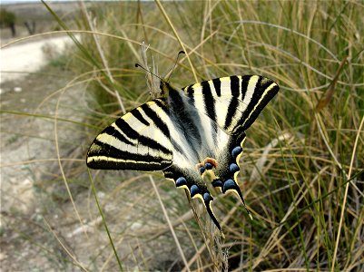 Iphiclides feisthamelii. Rivas Vaciamadrid, Madrid, España photo