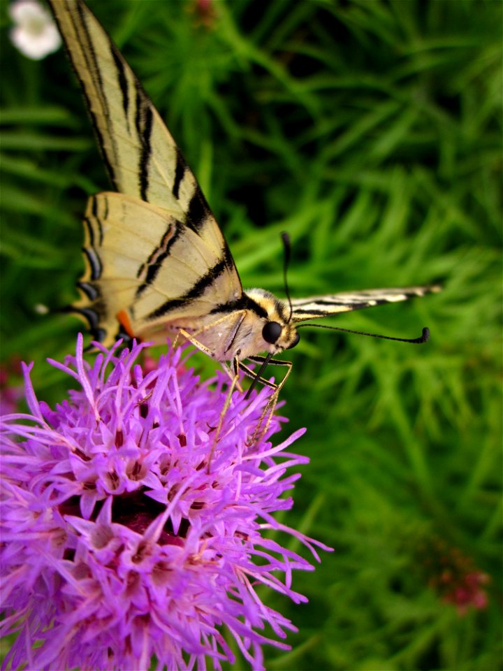 Butterfly (Iphiclides podalirius) in Herastrau Park