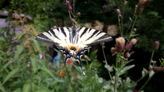 hlavním motivem fotografie je motýl otakárek ovocný sající nektar z pcháče osetu photo