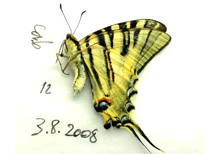 FRANCE.  Aude, Cabrespine,    <a href="http://nymphalidae.utu.fi/story.php?code=JM16-4" rel="nofollow">see in our database</a>