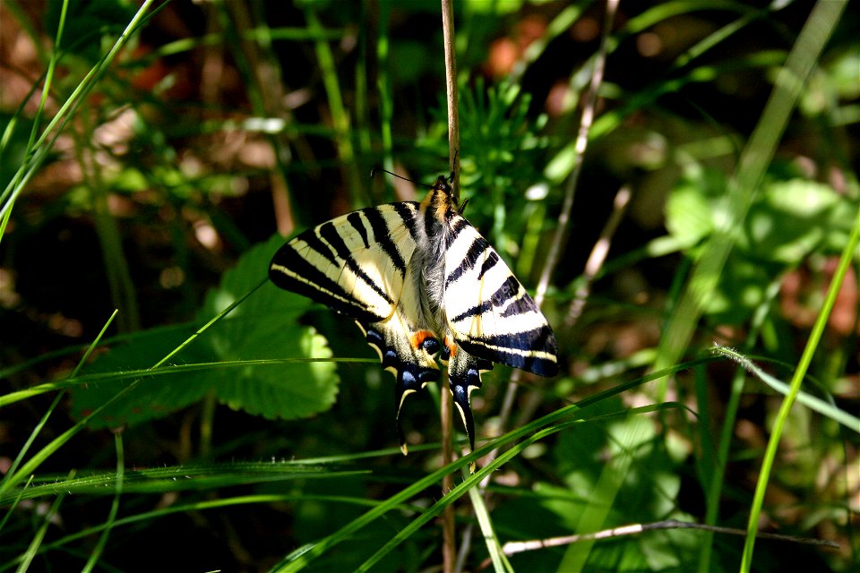 Iphiclides Podalirius, picture taken in the Sunhills, Jena/Germany