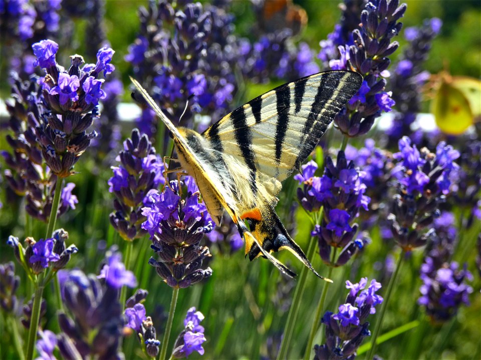 Photo of a yellow butterfly with black stripes in lavander.
Taken in Cévennes, France, with a Lumix FZ-82.