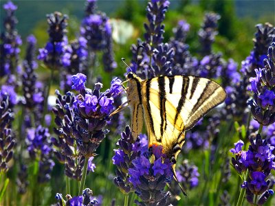 Photo of a yellow butterfly with black stripes in lavander.
Taken in Cévennes, France, with a Lumix FZ-82.