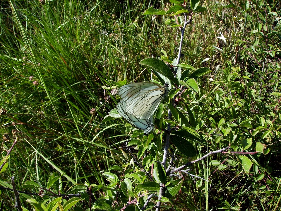 Aporia crataegi mating, Castelltallat, Catalonia