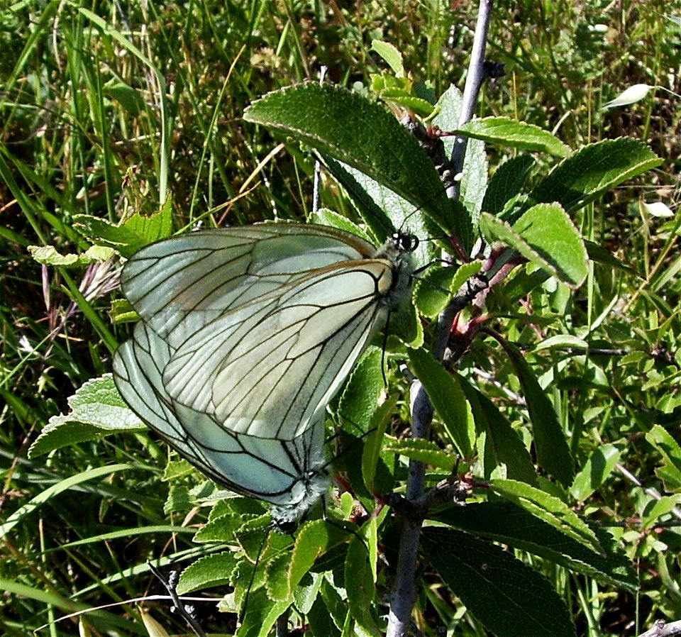 Aporia crataegi couple on Prunus spinosa Castelltallat, Catalonia