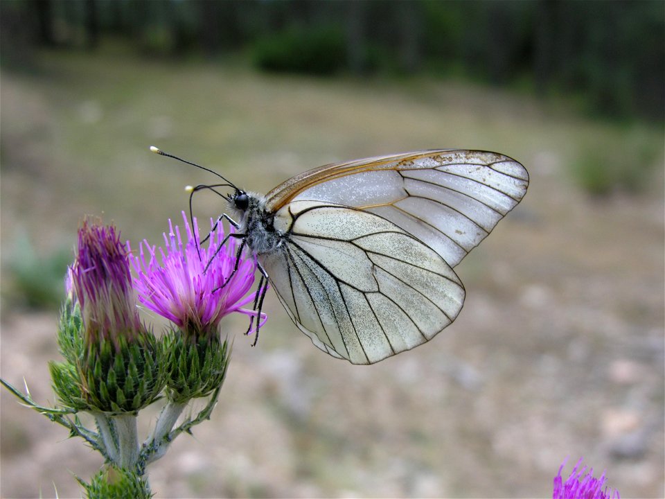 Aporia crataegi (Pieridae). Valle del Lozoya, Madrid, España.