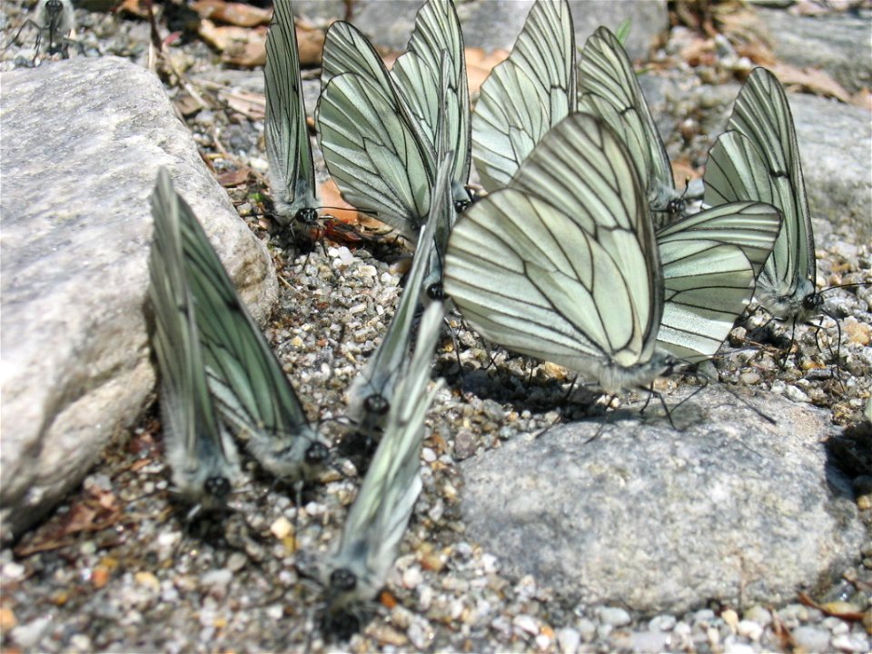 Schmetterlinge im Tessin