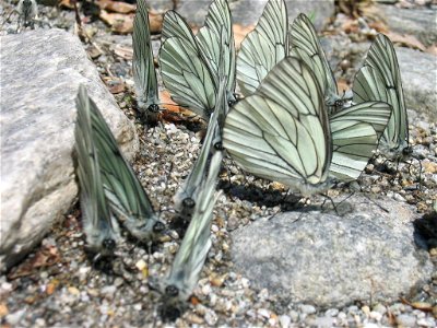 Schmetterlinge im Tessin
