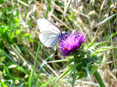 Silybum marianum inflorescence, in Solana del Pino Sierra Madrona, Spain