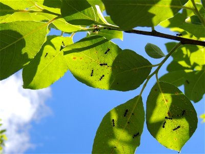 Ants Formica fusca. Aphid "farm". Southeast of the Leningrad region.