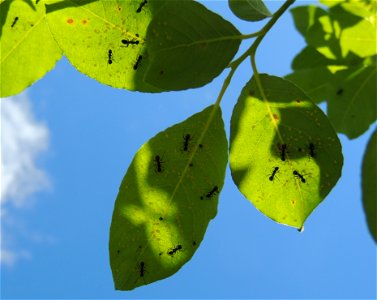Ants Formica fusca. Aphid "farm". Southeast of the Leningrad region.