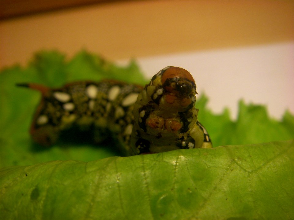 Caterpillar of the Spurge Hawk-moth photo