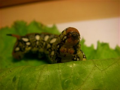 Caterpillar of the Spurge Hawk-moth photo