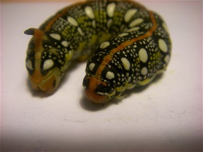 Caterpillar of the Spurge Hawk-moth photo