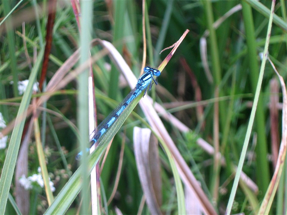 Agrion porte-coupe Enallagma cyathigerum