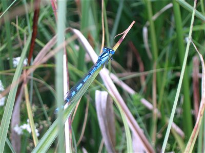 Agrion porte-coupe Enallagma cyathigerum photo