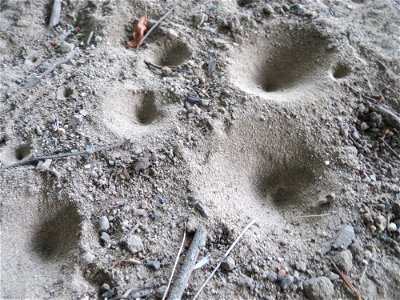 Typische Bauten des Ameisenlöwen, der Larve der Geflecktflügligen Ameisenjungfer (Euroleon nostras) unter einer Brücke in der Schwetzinger Hardt