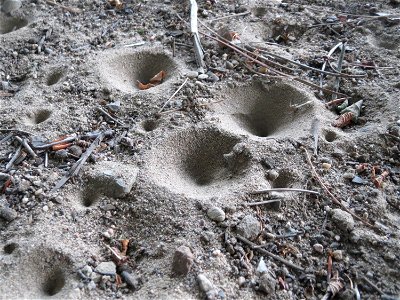 Typische Bauten des Ameisenlöwen, der Larve der Geflecktflügligen Ameisenjungfer (Euroleon nostras) unter einer Brücke in der Schwetzinger Hardt