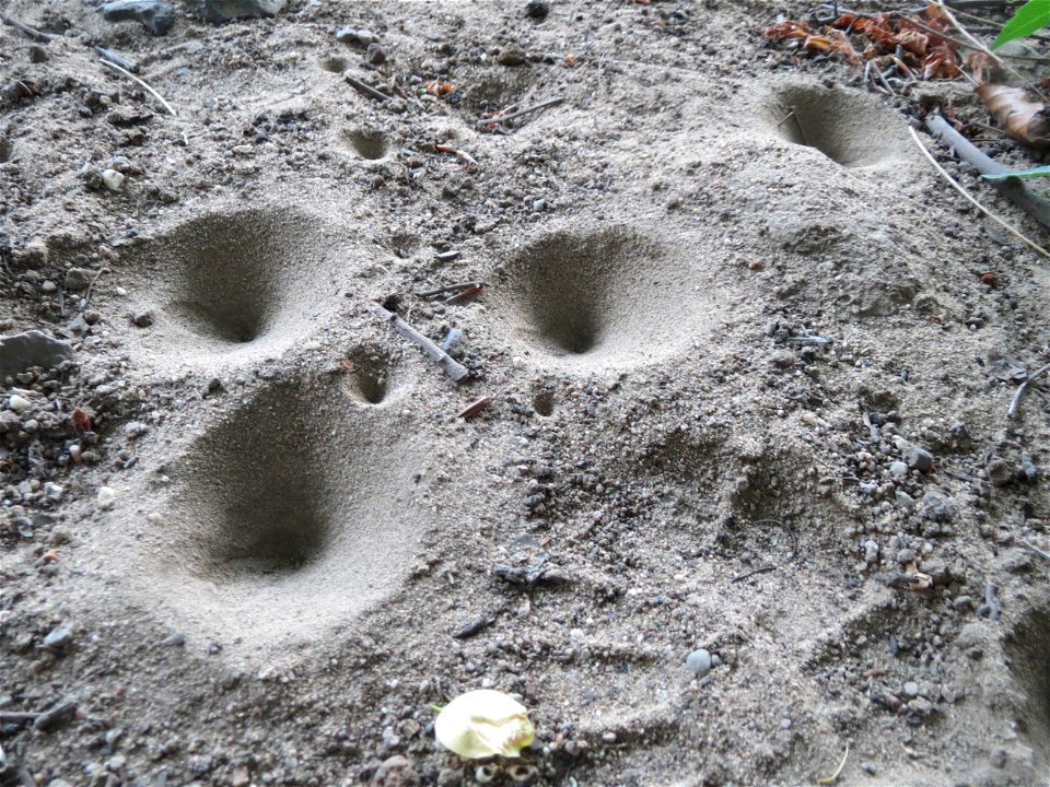 Typische Bauten des Ameisenlöwen, der Larve der Geflecktflügligen Ameisenjungfer (Euroleon nostras) unter einer Brücke in der Schwetzinger Hardt
