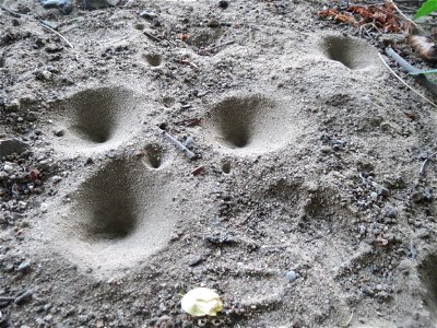 Typische Bauten des Ameisenlöwen, der Larve der Geflecktflügligen Ameisenjungfer (Euroleon nostras) unter einer Brücke in der Schwetzinger Hardt