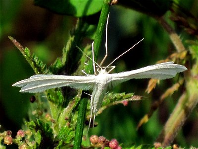 Pterophorus pentadactyla (White Plume Moth), Arnhem, the Netherlands photo