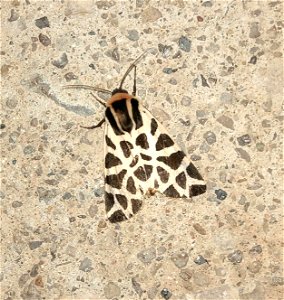Cymbalophora pudica near Tàrrega (Catalonia). September 25, 2019.