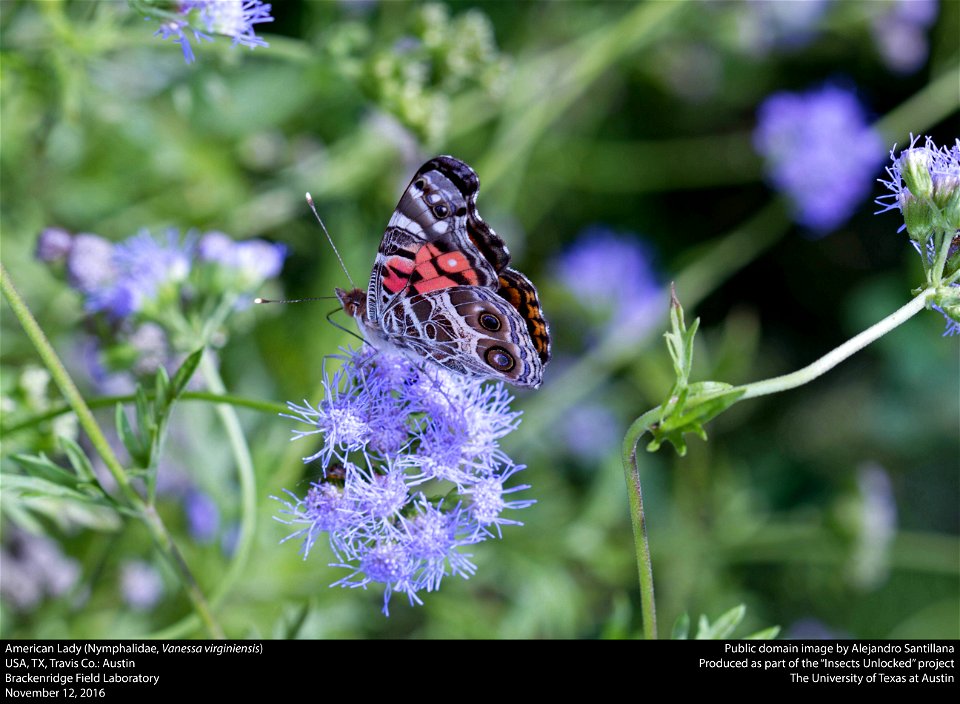 USA, TX, Travis Co.: Austin
Brackenridge Field Laboratory

12-xi-2016