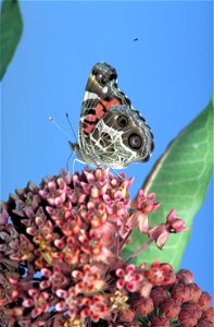 Image title: Common milkweed butterfly
Image from Public domain images website, http://www.public-domain-image.com/full-image/fauna-animals-public-domain-images-pictures/insects-and-bugs-public-domain