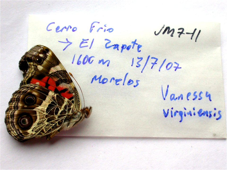 MEXICO. Cerro Frio - El Zapote, 1600m, Morelos, <a href="http://nymphalidae.utu.fi/story.php?code=JM7-11" rel="nofollow">see in our database</a> photo