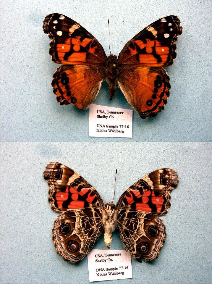 UNITED STATES OF AMERICA.  Shelby Co., TN,  Cladistics 2003, BJLS 2005, SystEnt 2011,  Exemplar,  <a href="http://nymphalidae.utu.fi/story.php?code=NW77-16" rel="nofollow">see in our database&lt