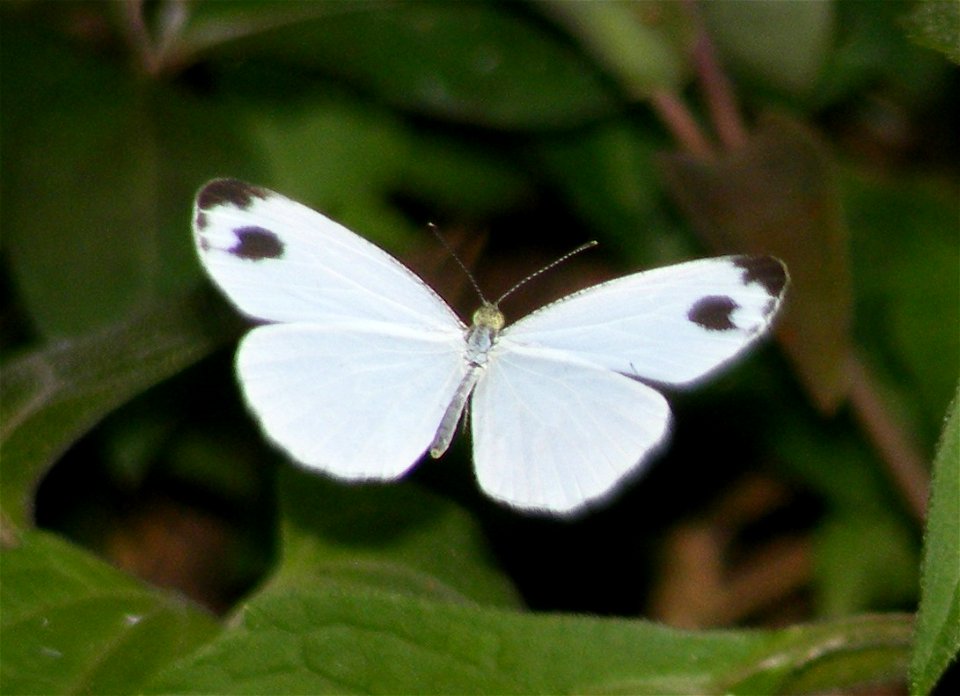 Psyche_Leptosia nina