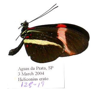 BRAZIL.  Aguas da Prata, SP,   Exemplar,  <a href="http://nymphalidae.utu.fi/story.php?code=NW128-19" rel="nofollow">see in our database</a>