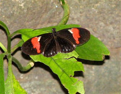 Passion Flower Butterly (Heliconius melpomene intergrades) photo