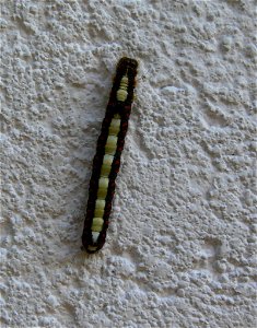 caterpillar of Acronicta Psi photo