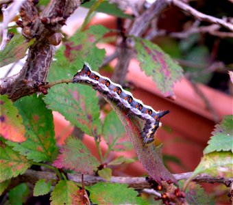 Acronicta psi caterpillar feeding on a Japanese cherry tree. Acronicta psi, chenille se nourrissant sur cerisier japonais.