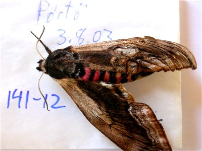 FINLAND. Porvoo, Pörtö, Sys Bio 2008, Phylogenomics, Lepidoptera, <a href="http://nymphalidae.utu.fi/story.php?code=NW141-12" rel="nofollow">see in our database.</a> photo