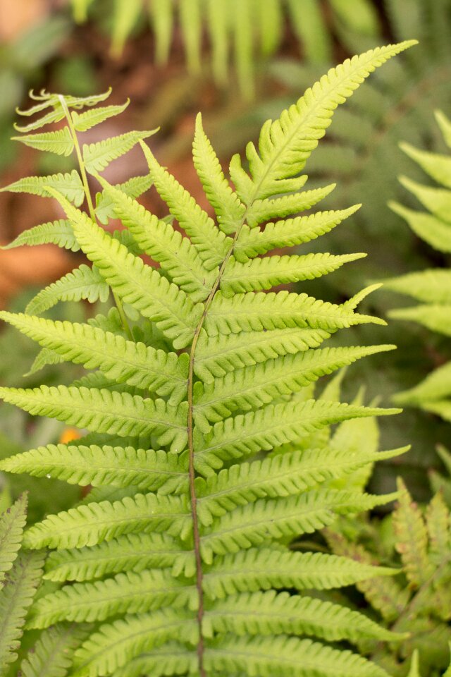 Leaves vegetation estudio357