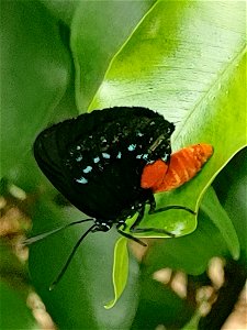 Eumaeus atala in South Florida