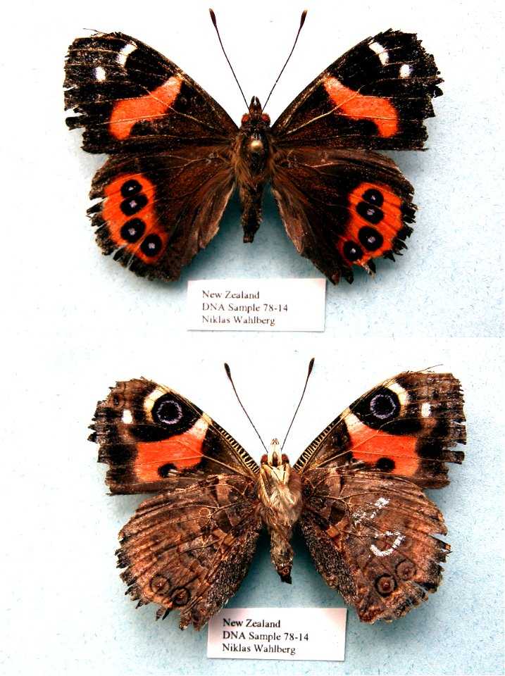NEW ZEALAND.     <a href="http://nymphalidae.utu.fi/story.php?code=NW78-14" rel="nofollow">see in our database</a>