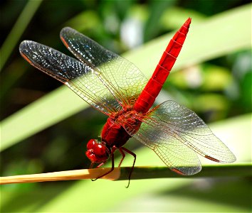 Male specimen of Crocothemis erythraea. photo