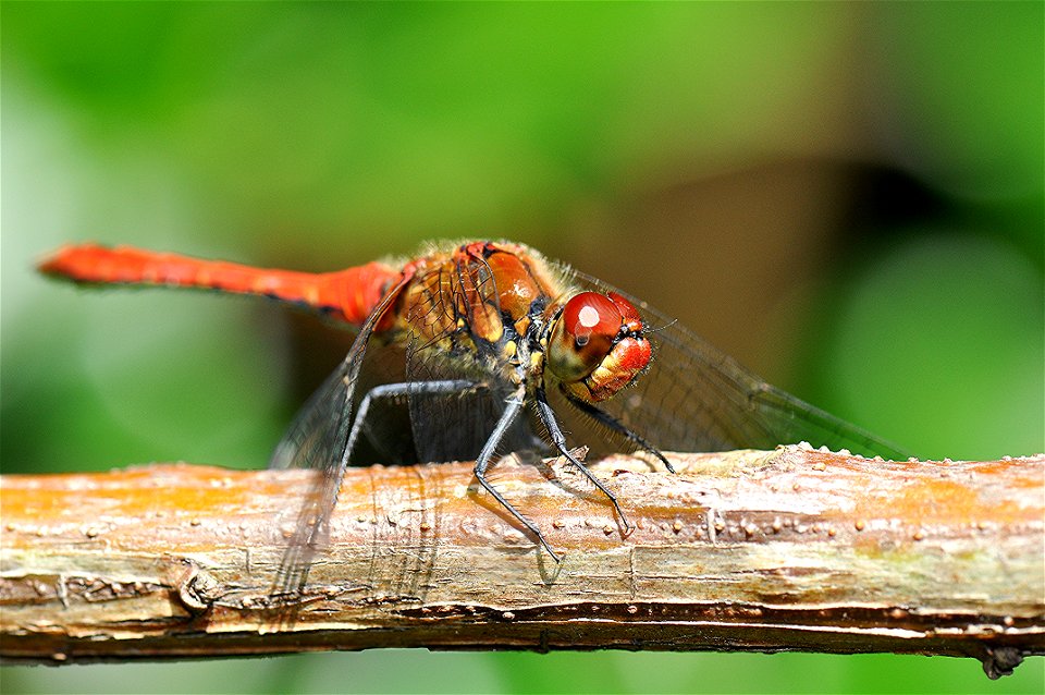 Crocothemis erythraea
