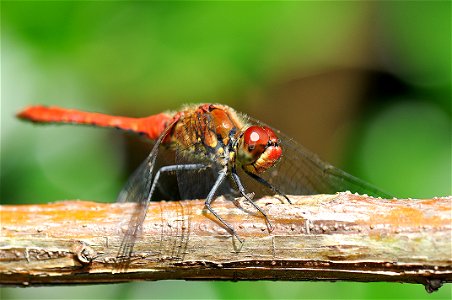 Crocothemis erythraea