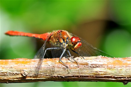 Crocothemis erythraea photo