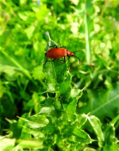 Cardinal beetle photo