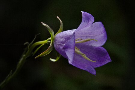 Violet spring wild flower photo