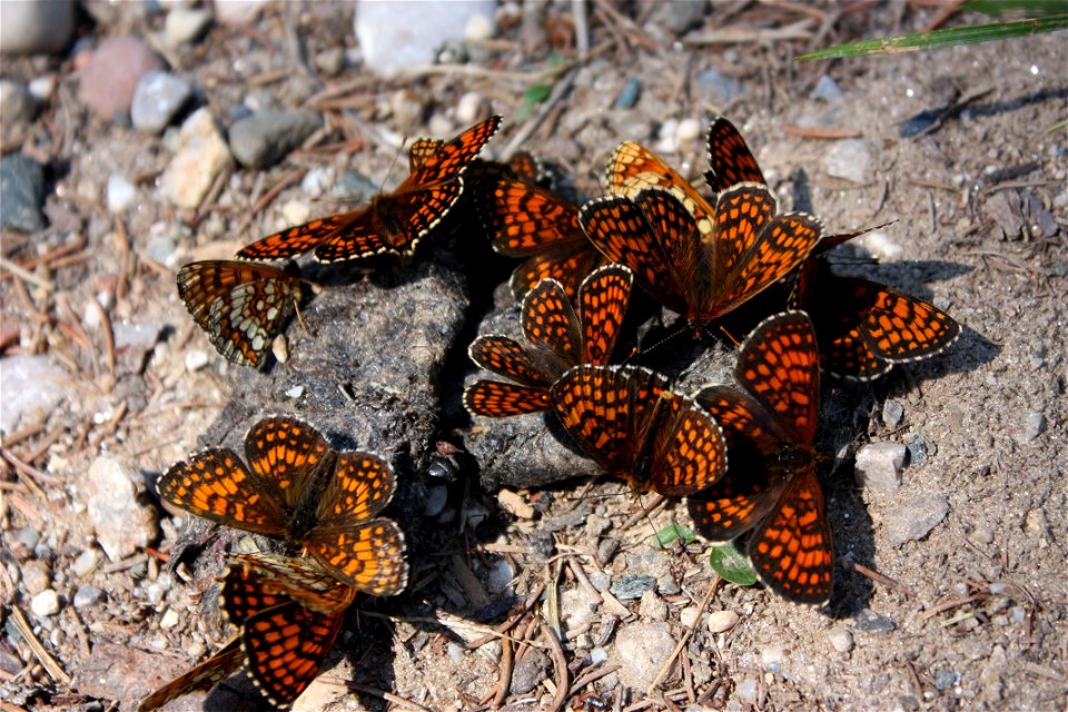 Scheckenfalter auf Gewölle